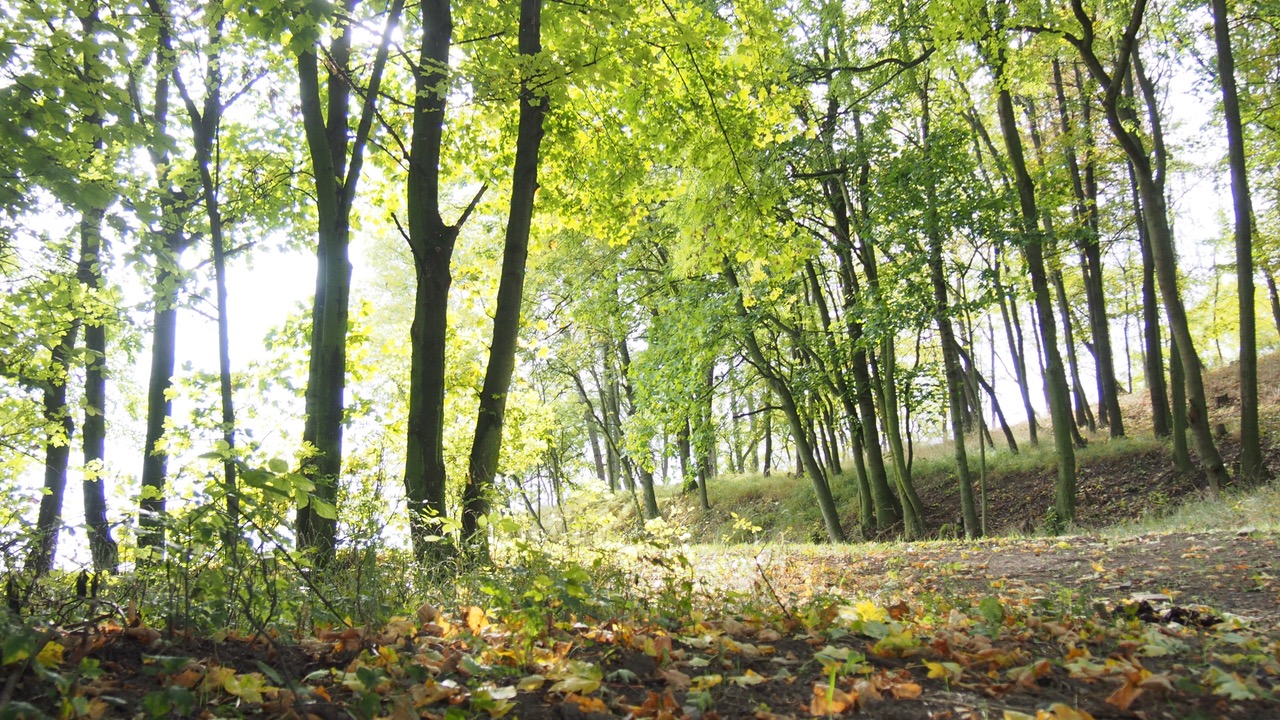 Proč lesní hry? Pozvánka na víkendový worskhop.